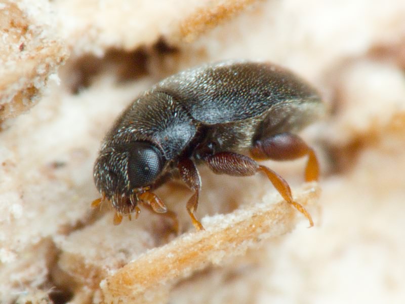 Scymniscus biflammulatus (Motschulsky, 1837)